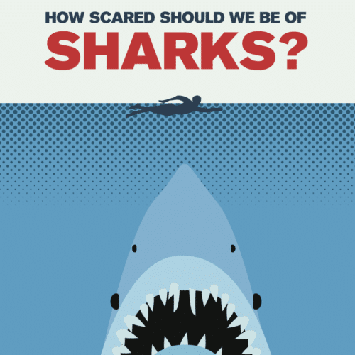 Thumbnail of shark infographic.