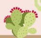 Thumbnail of cactus infographic.