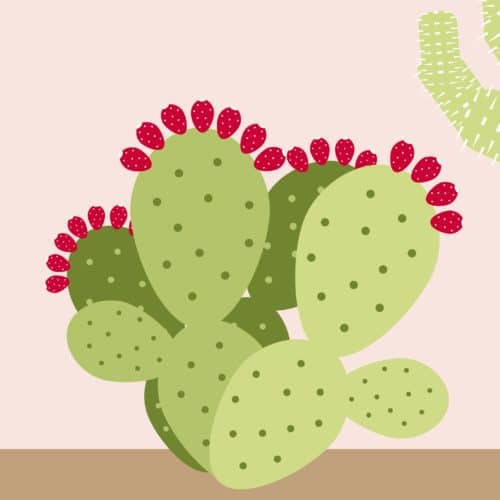 Common Cacti Of The Sonoran Desert | Pennington Creative