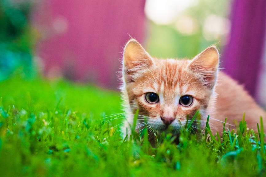 Stock image for pet care content marketing showing a kitten playing in the grass.
