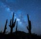 Photo of saguaro cacti at night with the Milky Way in the background.